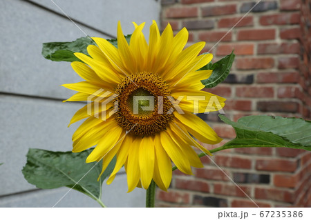 ヒマワリ 桔梗の花 か 67235386