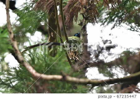 初夏の森で出会った雄のサンコウチョウ 初夏の森で出会った雄のサンコウチョウ 67235447