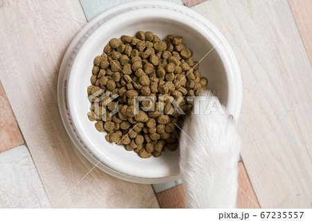 ドッグフード ペットフードイメージ ドッグフードと犬の手の写真素材