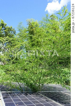 太陽光パネルの間から突き出た竹 67236124