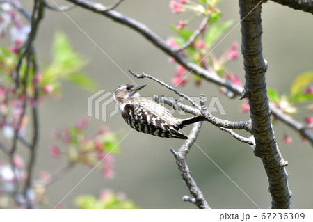 公園の桜の木の枝で餌を探すコゲラ 公園の桜の木の枝で餌を探すコゲラ 67236309