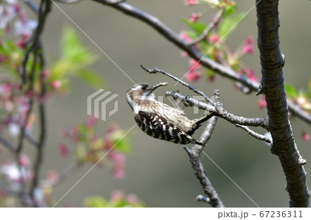 公園の桜の木の枝で餌を探すコゲラ 67236311