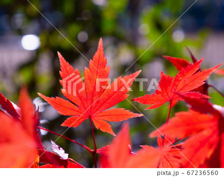 鮮やかな紅葉 鮮やかな紅葉 67236560
