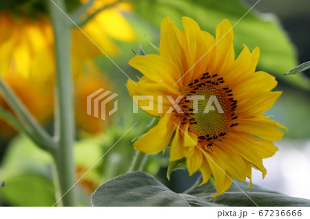 ヒマワリ ヒマワリ 67236666