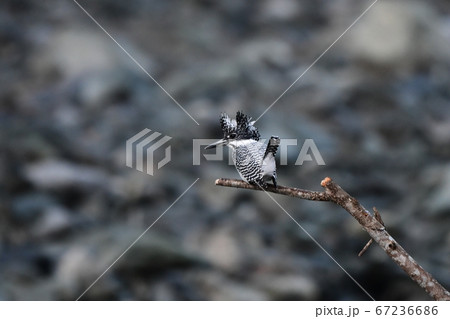 渓流の枝で魚を狙うヤマセミ 渓流の枝で魚を狙うヤマセミ 67236686