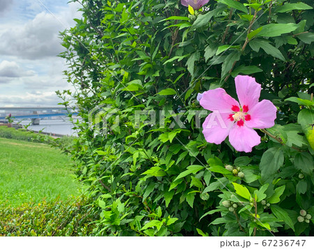 ハイビスカスの風景 67236747