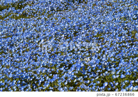 沢山のネモフィラの青い花が一面に咲く草地をハイアングルで撮影した写真の写真素材