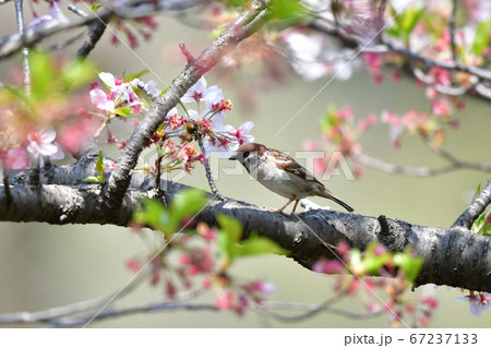 公園の桜の枝で餌を探す小鳥（スズメ） 67237133