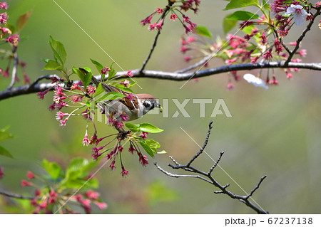 公園の桜の枝で餌を探す小鳥（スズメ） 67237138