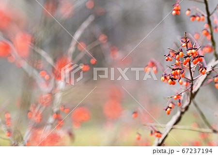 ニシキギ 67237194