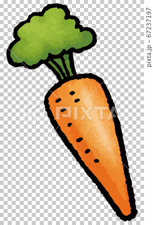 Hand drawn vector illustration of carrot 67237197