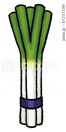 ねぎの手描きベクターイラスト 67237199