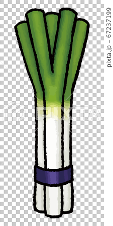 蔥的手繪的矢量圖 蔥的手繪的矢量圖 67237199