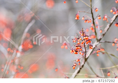 ニシキギ 67237202