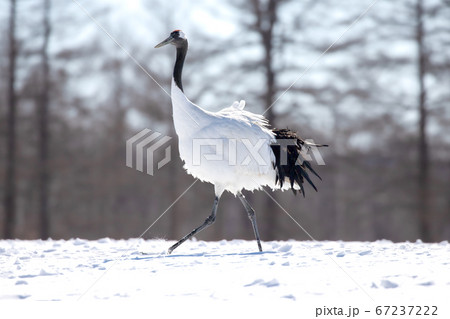 タンチョウ 野鳥 北海道 釧路市 タンチョウ 野鳥 北海道 釧路市 67237222