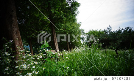 自然 葉 空 67237282