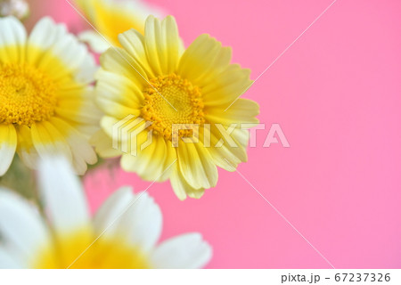 春菊 67237326