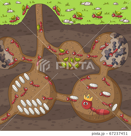 Ants In Their Nest 67237451
