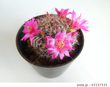 サボテン ピンク色の花 サボテン ピンク色の花 67237535