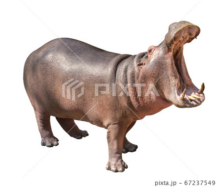 Isolated Hippopotamus on white background, 67237549