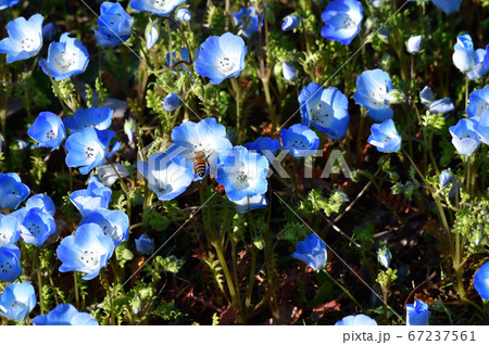 沢山のネモフィラの青い花が咲く草地のネモフィラの花を撮影した写真 沢山のネモフィラの青い花が咲く草地のネモフィラの花を撮影した写真 67237561