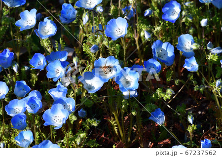 沢山のネモフィラの青い花が咲く草地のネモフィラの花を撮影した写真 67237562