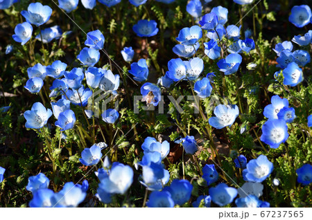 沢山のネモフィラの青い花が咲く草地のネモフィラの花を撮影した写真 沢山のネモフィラの青い花が咲く草地のネモフィラの花を撮影した写真 67237565