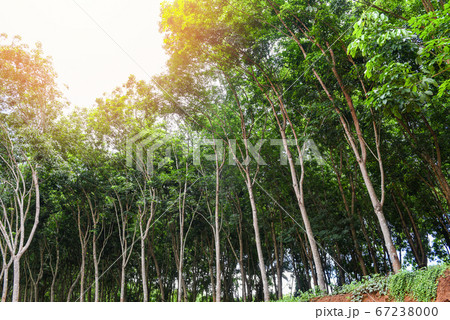 Rubber plantations with rubber tree agriculture Rubber plantations with rubber tree agriculture 67238000