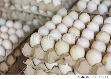Produce eggs in the farm organic - Fresh eggs 67238034