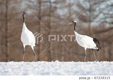 タンチョウ 野鳥 北海道 釧路市 タンチョウ 野鳥 北海道 釧路市 67238315