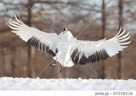 タンチョウ 野鳥 北海道 釧路市 67238318