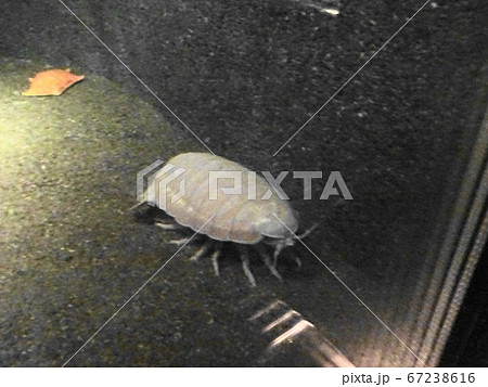 葛西臨海水族園のダイオウグソクムシ 葛西臨海水族園のダイオウグソクムシ 67238616