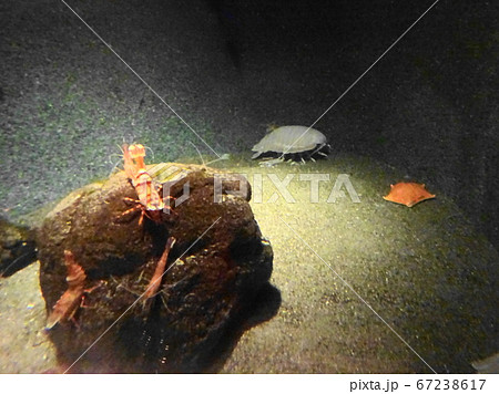 葛西臨海水族園のダイオウグソクムシ 葛西臨海水族園のダイオウグソクムシ 67238617