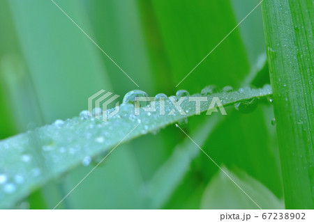 太陽の光を浴びてキラキラと光る朝露 67238902
