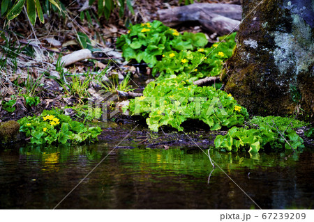 京極ふきだし公園の池で咲いていたエゾノリュウキンカ 京極ふきだし公園の池で咲いていたエゾノリュウキンカ 67239209