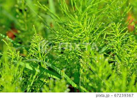 太陽の光を浴びてキラキラと光る朝露 67239367