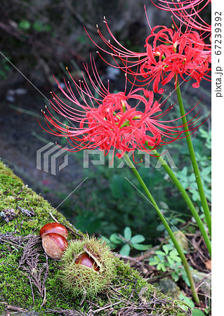 彼岸花と栗 67239392
