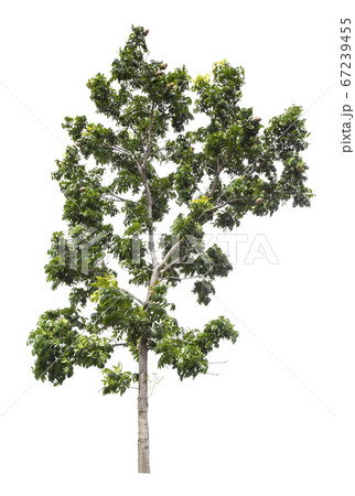 Beautiful green tree isolated on white. Beautiful green tree isolated on white. 67239455