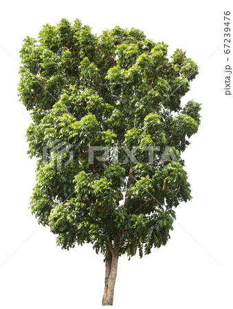 Beautiful green tree isolated on white. 67239476