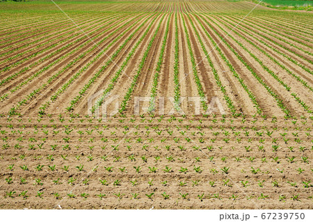 北海道斜里町　ビート畑 67239750