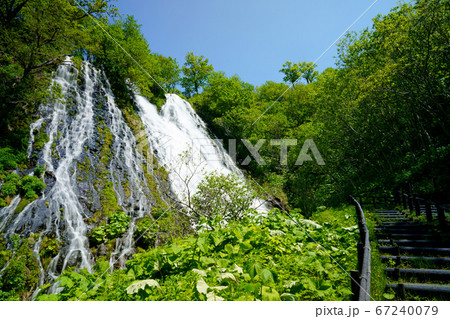 新緑のオシンコシンの滝 67240079