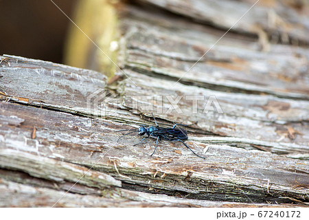 ヤマトルリジガバチ 67240172