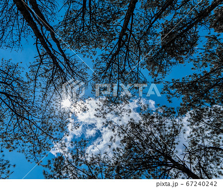 Abstract silhouette trees with sunshine with blue Abstract silhouette trees with sunshine with blue 67240242