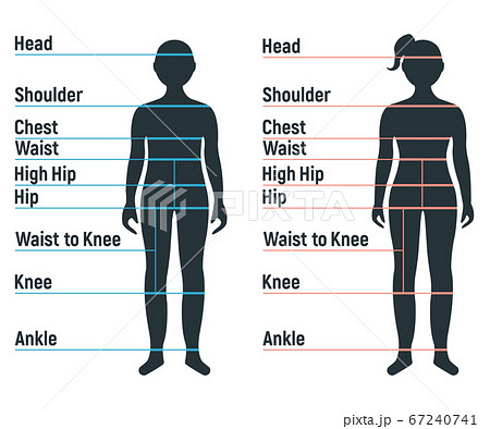 Male and female size chart anatomy human 67240741