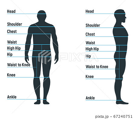 Female And Male Size Chart Anatomy Human Character, People Dummy Front And  View Side Body Silhouette, Isolated On White, Flat Vector Car Stock Vector  Image Art Alamy