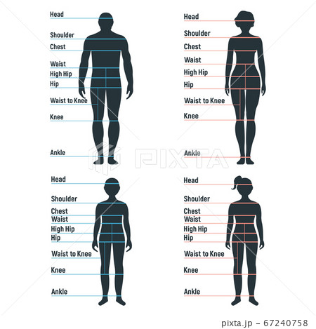 Male and female size chart anatomy human 67240758