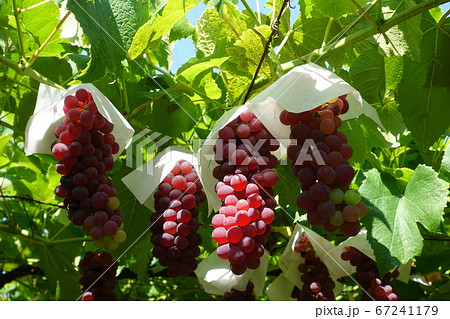 ブドウ デラウェア ブドウ デラウェア 67241179