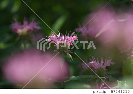木洩れ日を浴びるピンクのモナルダ(ベルガモット) 木洩れ日を浴びるピンクのモナルダ(ベルガモット) 67241219