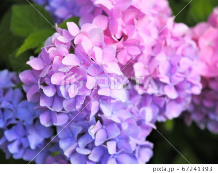 六月の紫陽花【福島県】 六月の紫陽花【福島県】 67241393