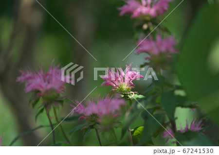 初夏の木洩れ日を浴びるピンクのモナルダ ベルガモット の写真素材